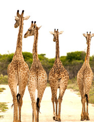 Naklejka na ściany i meble Four giraffes say goodbye, Namibia, Africa.
