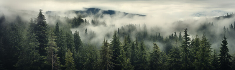panorama of a coniferous forest in the mist of tree tops.