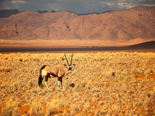 Oryx in the Namib desert, Namibia, Africa.