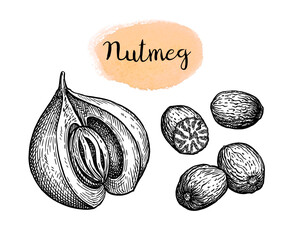 Nutmeg ink sketch.