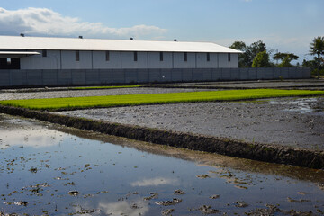 Fototapeta premium young rice plants in the rice fields next to the factory building