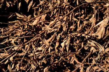 twigs and dry leaves of nutmeg