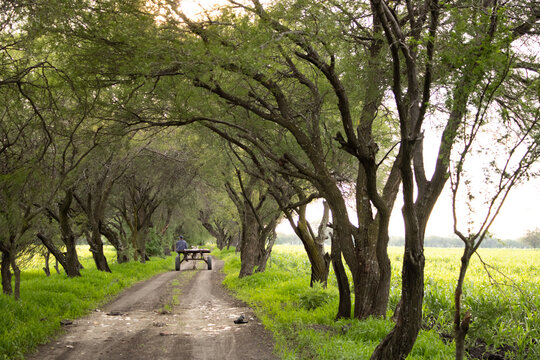 Hombre mayor en camino a su trabajo en carro de mulas por un camino con arboles verdes. 