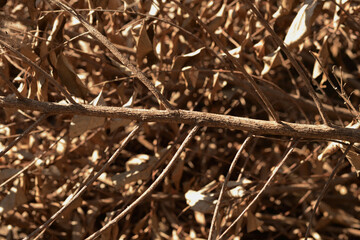 twigs and dry leaves of nutmeg