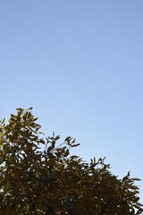 Durian tree and sky
