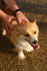 Portrait of a cheerful corgi dog. The corgi puppy is kept with cookies so that he does not escape. A nimble puppy is trying to escape.The owner holds the dog with his hands, which is trying to escape