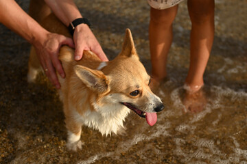 Portrait of a cheerful corgi dog. The corgi puppy is kept with cookies so that he does not escape. A nimble puppy is trying to escape. Men's hands hold a dog that is trying to escape. Welsh corgi