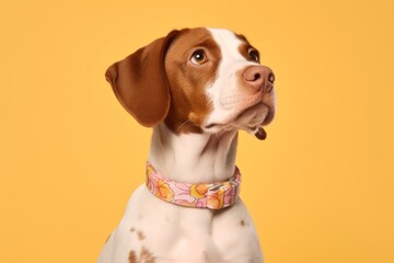 Photography in the style of pensive portraiture of a funny brittany dog wearing a floral collar against a pastel orange background. With generative AI technology