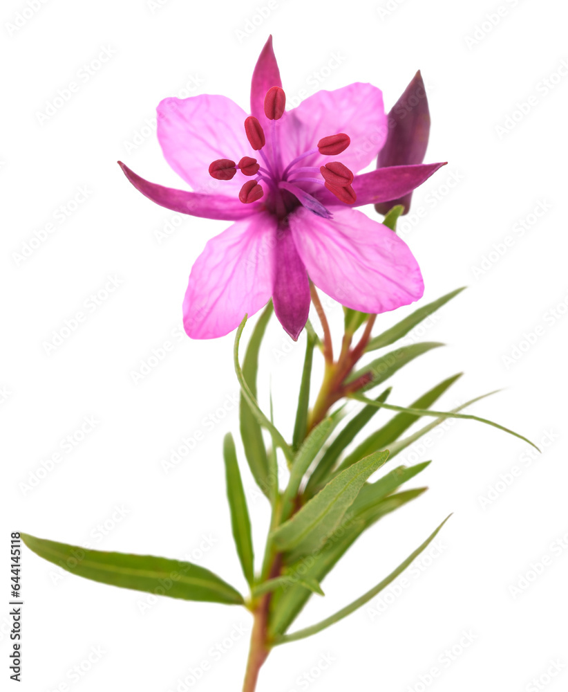 Wall mural willow herb flower