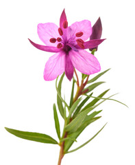Willow Herb flower
