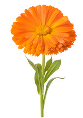 Marigold flower