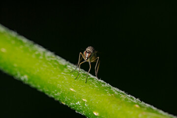 Small fly in the middle of the plant stalk