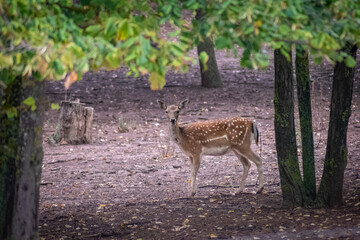 Fallow deer in the forest looking at the camera