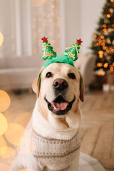A portrait of a happy muzzle of a domestic dog with Christmas trees on its head looks into the camera against the background of a decorated room on a holiday in December at home. Selective focus