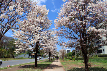 Ipês brancos na passarela