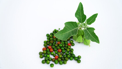 Ashwagandha Dry Root Medicinal Herb with Fresh Leaves, Poison Gooseberry, or Winter Cherry