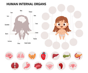 Anatomy human body. Kids cartoon medical infographics. Cute girl and visual scheme internal female organs characters, names and locations. Vector illustration Educational biological horizontal poster