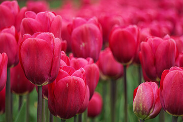Fototapeta premium field of pink tulips