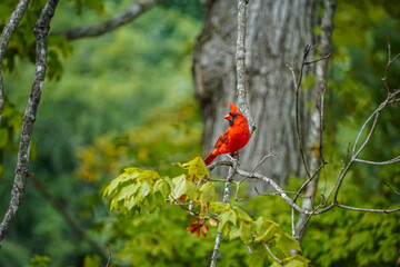 Northern Cardinal in Branch, Male call