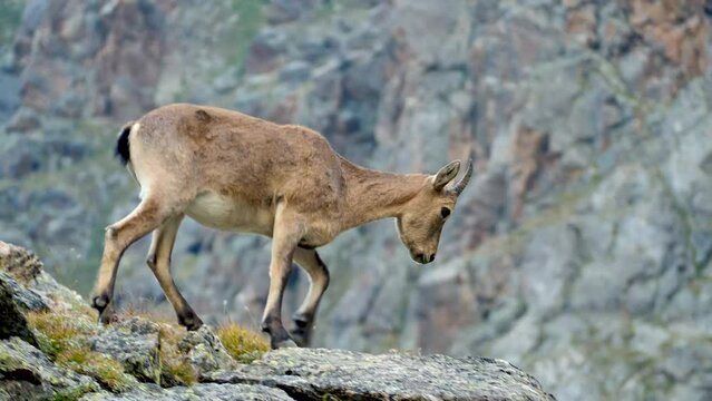 Chamois lies on a rock and looks at the mountains