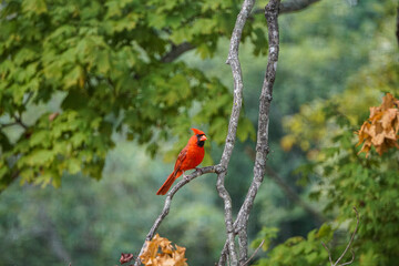 Northern Cardinal in Branch, Male call