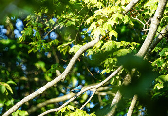 Indigo bunting bird on the branch