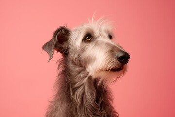 Photography in the style of pensive portraiture of a happy scottish deerhound wearing a sherpa coat against a coral pink background. With generative AI technology