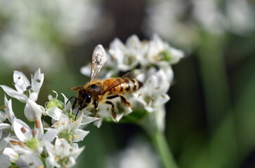 Biene auf einer Schnittknoblauch-Blüte