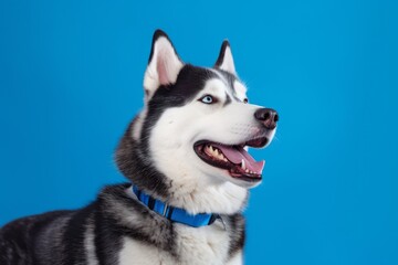 Close-up portrait photography of a smiling siberian husky wearing a light-up collar against a cerulean blue background. With generative AI technology