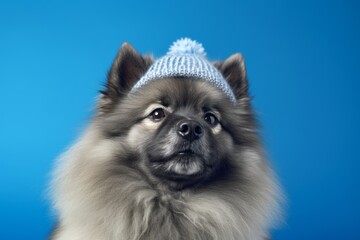 Lifestyle portrait photography of a funny keeshond wearing a cashmere sweater against a cerulean blue background. With generative AI technology