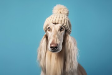 Obraz na płótnie Canvas Photography in the style of pensive portraiture of a cute afghan hound dog wearing a knit cap against a cerulean blue background. With generative AI technology