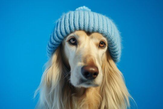Photography in the style of pensive portraiture of a cute afghan hound dog wearing a knit cap against a cerulean blue background. With generative AI technology
