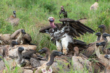 Portrait of a Lappet-faced Vulture or Nubian vulture (Torgos tracheliotos) standing dominant between other vultures in Kruger National Park in South Africa