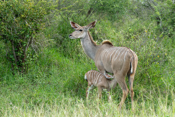 Naklejka na ściany i meble Mother and a small baby Greater Kudu (Tragelaphus strepsiceros) walking around in the Kruger National Park in South Africa