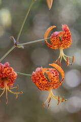 Humboldt Spotted Lily, Lilium Humboldtii Subspecies Ocellatum, a native perennial monoclinous herb displaying terminal pendent raceme inflorescences during early Summer in the Santa Monica Mountains.