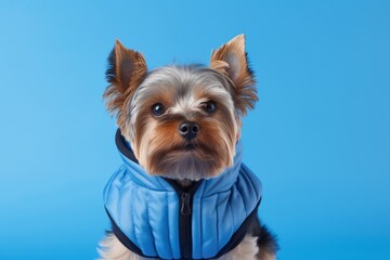 Photography in the style of pensive portraiture of a funny yorkshire terrier wearing a cooling vest against a periwinkle blue background. With generative AI technology