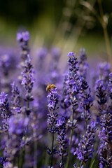 Photographie de fleurs de lavande sur lesquelles butine une abeille.
