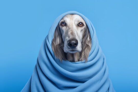 Photography in the style of pensive portraiture of a funny afghan hound dog wearing a thermal blanket against a periwinkle blue background. With generative AI technology
