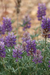 Clustered Tidy Lupine, Lupinus Lepidus Variety Confertus, a native herb with raceme inflorescences during spring in the San Bernardino Mountains.