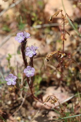 Transverse Range Scorpionweed, Phacelia Exilis, a native annual herb with scorpioid cyme inflorescences during spring in the San Bernardino Mountains.