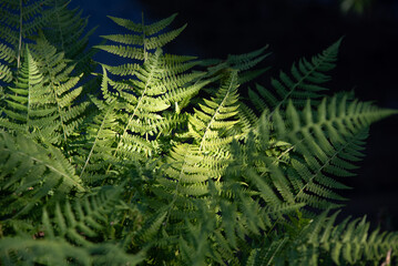 Ferns in the glimmer of light