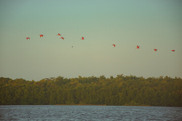 Revoada dos guarás, Delta do Parnaíba