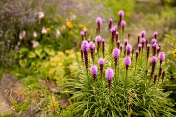 purple flowers in the garden