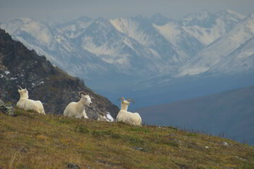 Dall Sheep in Alaskan Mountains