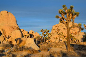 joshua tree national park