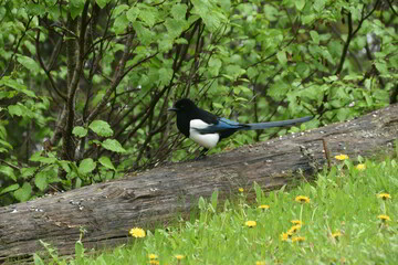 blackbird on a branch