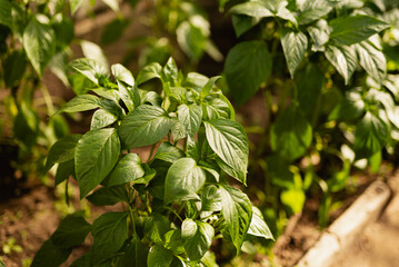 Pepper bush in the greenhouse