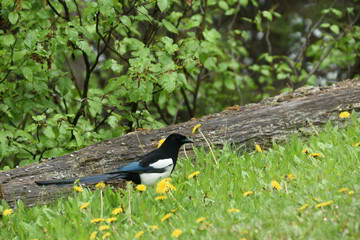 Magpie in wildflowers