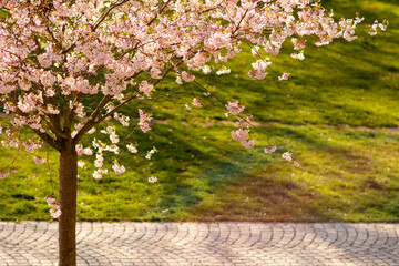 Blooming sakura tree in the park (Pilsen)