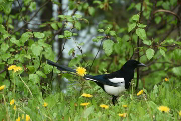 Magpie